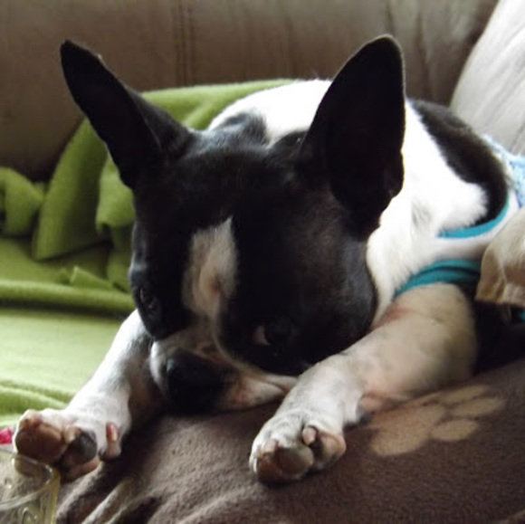 Meet your Posher, Jacques - Picture 1 of 1